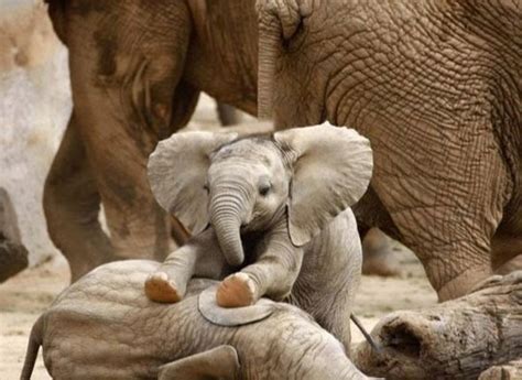 Cute Little Elephant Calves Angelic Hugs