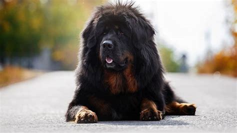 Top 15 Largest Dog Breeds In The World Slviki