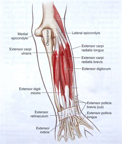 Extensor Carpi Radialis Brevis Muscle Definition Location Function