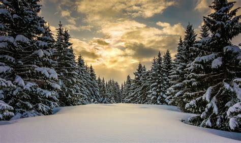 Wallpaper Sunlight Landscape Forest Nature Sky Snow Winter Branch Ice Norway Evening