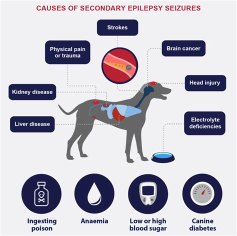 Seizures In Dogs Causes Symptoms And How To Treat