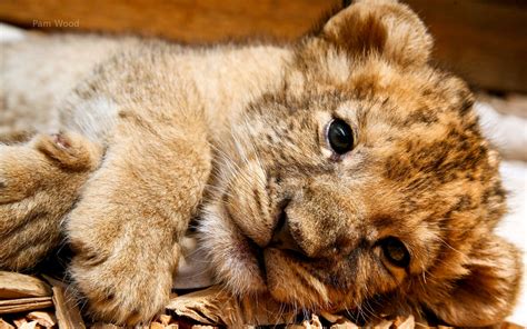 33 Cute Lion Cubs Wallpaper Wallpapersafari