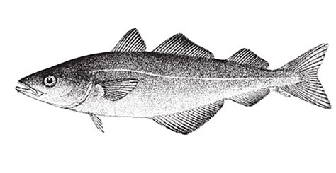 Juvenile bluefish in north carolina (poster). Pollachius virens » NCFishes.com