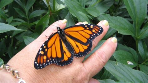Monarch Butterfly Going Into Chrysalis Caught On Camera Ctv News