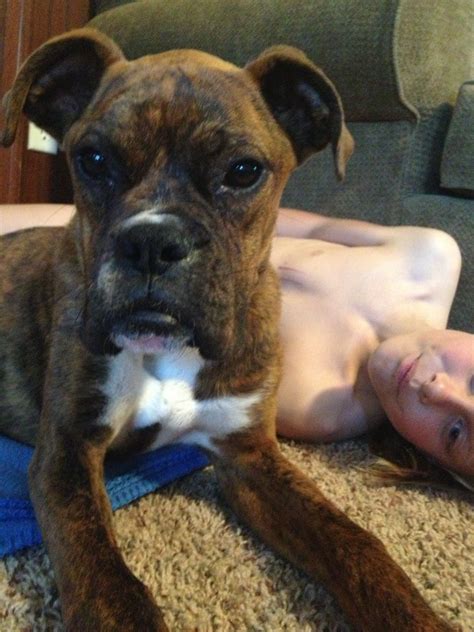 Rescued Boxer Boxer Breed Dog Forums