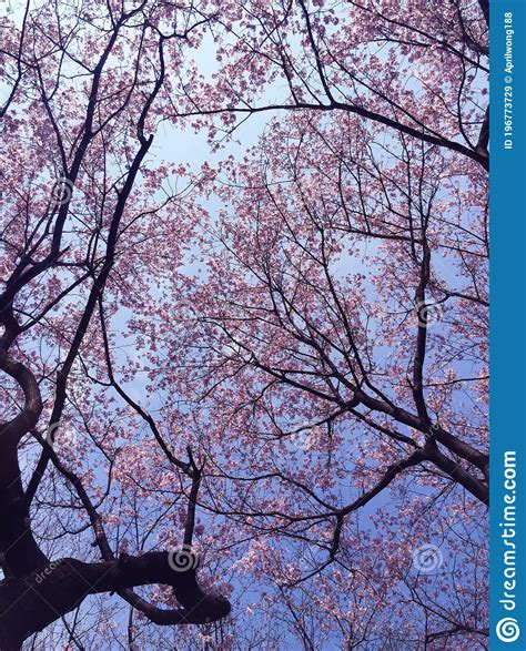 Sakura Cherry Blossom Blooming In Tokyo Japan Stock Image Image Of