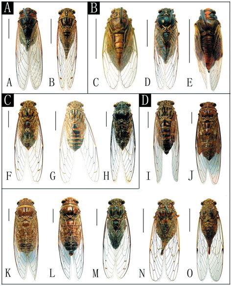 Cicada Types