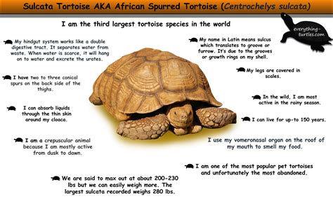 Sea Turtles Nesting Fun Facts For Kids Fun Facts For