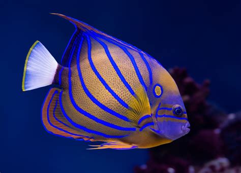 Top 10 Most Beautiful Saltwater Fishes In The World I