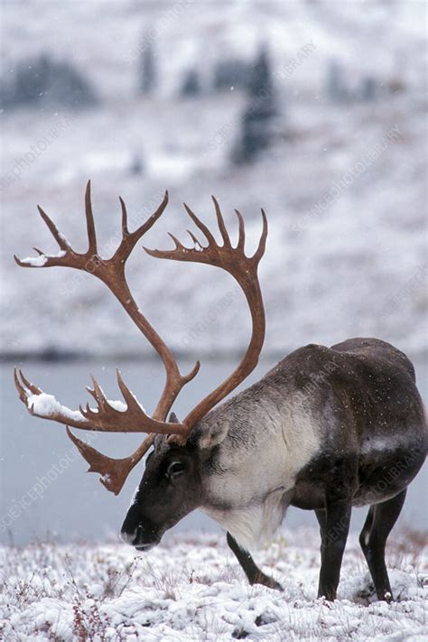 Caribou Stock Image Z9520145 Science Photo Library