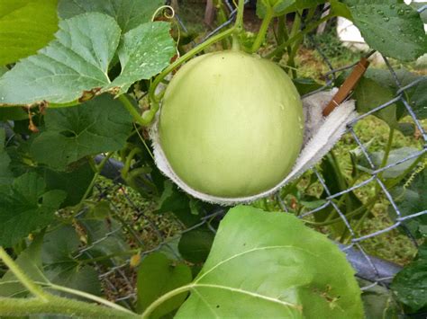 Growing Melons Vertically Tips For Trellising Melon Vines And Fruit