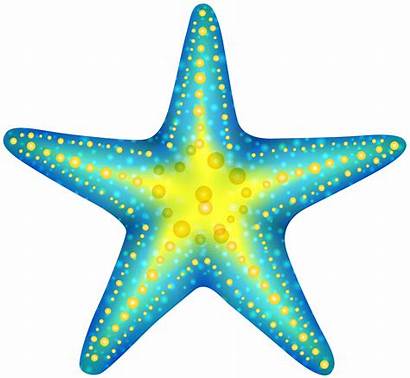Starfish Clipart Coral Clipartmag