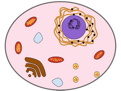 As you know, plant and animal cells have a lot of differences as well as similarities. Cells and the Microscope - Mr. G's Science Class