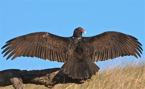 Turkey Vulture Cathartes Aura With Wings Spread To Dry O Flickr