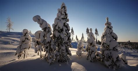 Snow Covered Pine Trees On The Side Of A Snowy Hill At Sunset Or Dawn