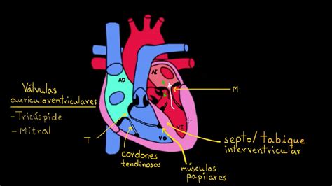 Capas Del Corazón Anatomía Humana Y Fisiología Khan Academy En