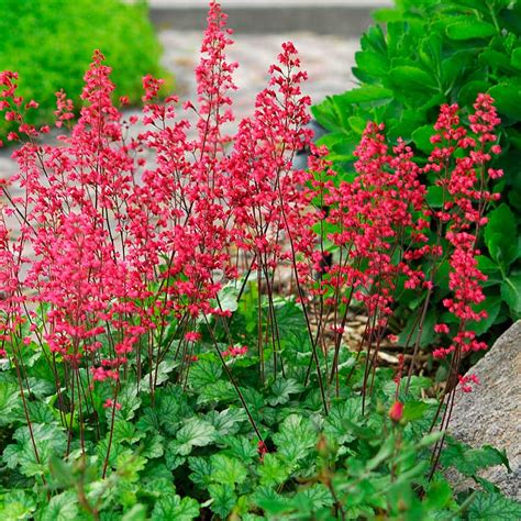 Also, perennial flowers typically bloom most during one particular season but may overlap into another season. Five Full SUN & Five Full SHADE Perennials! - Outdoor ...