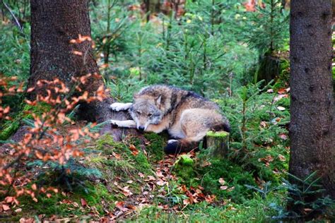 Wolf At Bavarian Forest National Park Stock Image Image Of Hunter