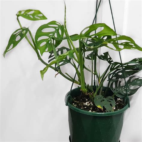 Find great deals on ebay for monstera adansonii variegata. Monstera Adansonii - The Greenery Sydney