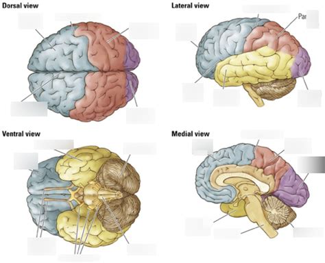 Lobes Of The Brain Diagram Quizlet