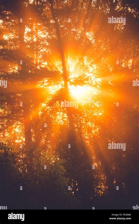 Sunbeams Through Tree In Morning Fog Details Stock Photo Alamy