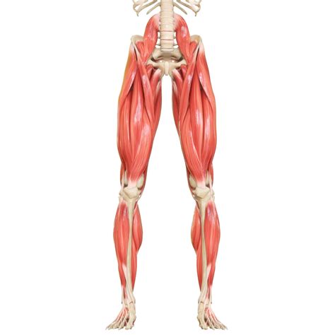 Músculos Da Perna Saiba Quais São E Como Fortalecê Los Growth Blog