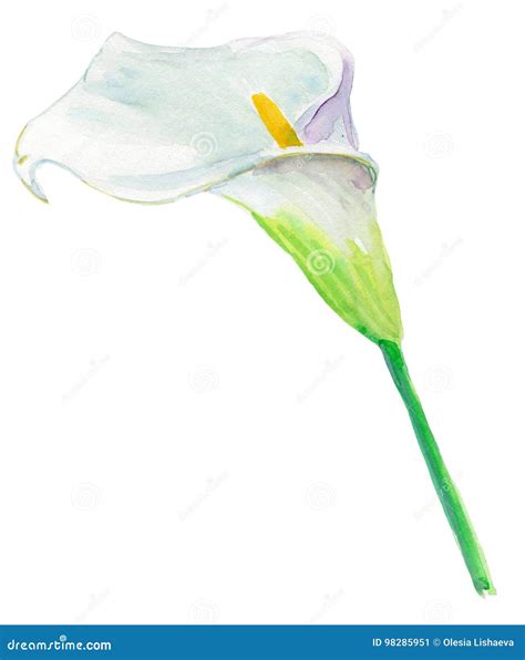 Calla Lily For Wedding Invitations And Holiday Cards Watercolor Stock