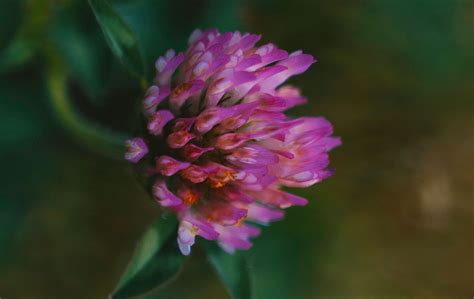Red Clover Identification And Uses