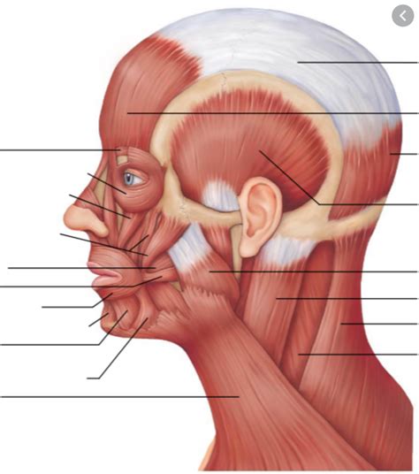 Muscles Of The Face Scalp And Neck Diagram Quizlet