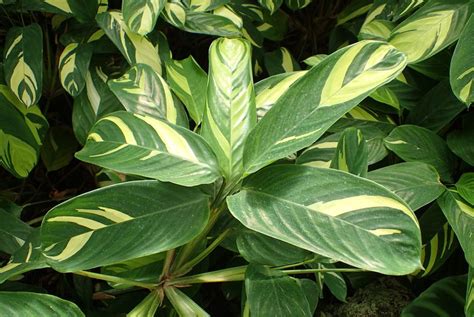 The plant's spines are stacked on top the christmas cactus does well indoors, in moderate home conditions. Ctenanthe lubbersiana (Bamburanta, Ctenanthe, Never-Never ...