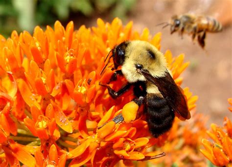 Planting bulbs in containers is an easy way to ensure you don't miss their colourful displays, especially if. Vermont Garden Journal: National Pollinator Week | Vermont ...