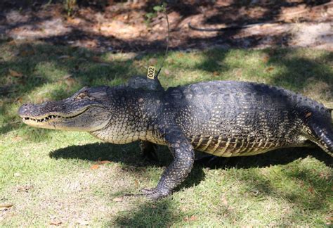 New Alligator Research Town Of Kiawah Island