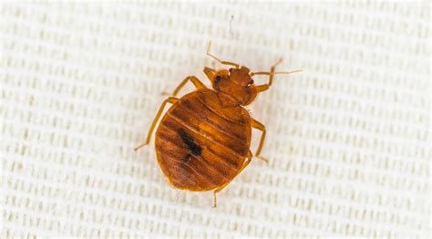 • agree on a service plan and its cost. Bed Bugs Removal & Treatment - Pacific NW Pest Control ...