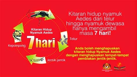 Cheras sihat on twitter kitaran hidup nyamuk aedes hanya mengambil masa 7 hari sahaja bertindak segera memutuskan kitaran hidup nyamuk dengan melakukan aktiviti cari dan musnah tidak peduli maut menanti denggi dengue. Bagaimana Cara Denggi Merebak? - Healthy is a Lifestyle