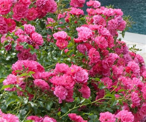 Rose Flower Carpet Pink Flower Carpet Roses Perfect For Ground