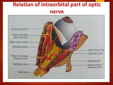 Anatomy Of Optic Nerve Blood Supply And Clinical Significance