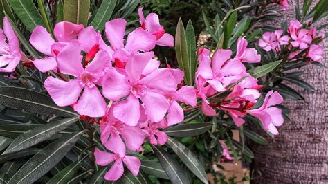 Oleander Is A Poisonous Plant Not A Cure For Covid 19 Howstuffworks