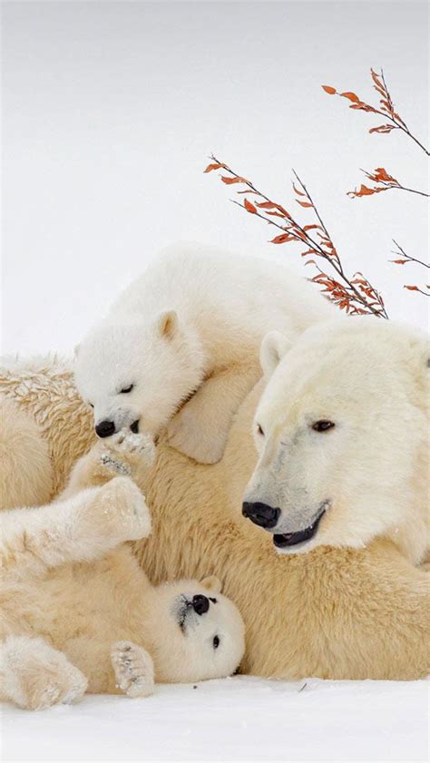 Bing Hd Wallpaper Feb 27 2022 International Polar Bear Day Bing
