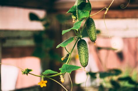 Quick Guide To Growing Cucumbers Indoors Indoor Garden Hq
