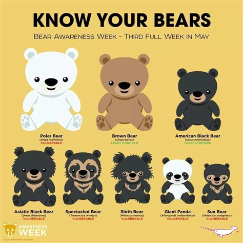 Know Your Bears Rbears