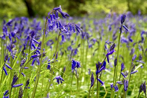 Woodland Bulbs 10 X Bluebell Bulbs English Bluebells Bulbs For