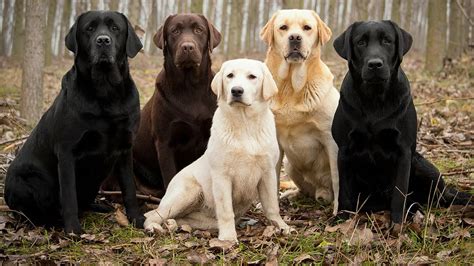 Labrador Retriever Facts Youtube