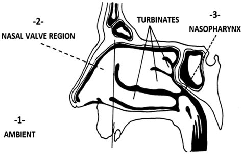 The Complexities Of Nasal Airflow Theory And Practice Journal Of Applied Physiology