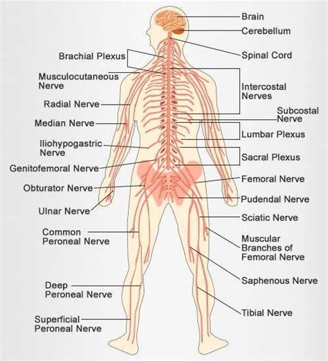 The cns is responsible for the control of thought processes, movement, and provides sensation central nervous system (cns) definition. The nervous system diagram | Healthiack
