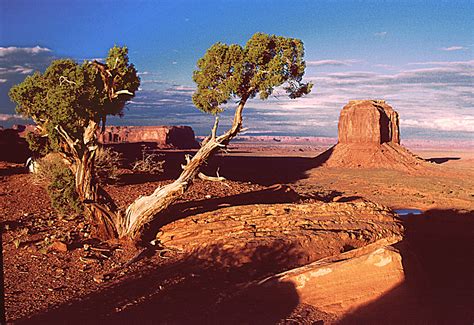 Viable And Petrified Trees Monument Valley