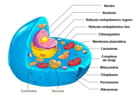 As Proteínas De Uma Célula Eucariótica Educa