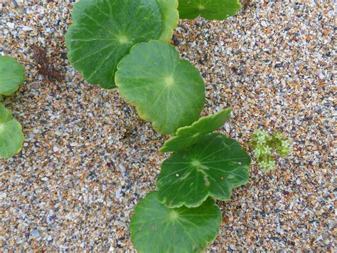 Free Images Beach Sand Leaf Flower Food Green Produce Soil