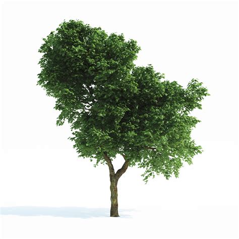 Freedeelab Trzydelab Freebies New 3d Model Of Common Tree 3d Max