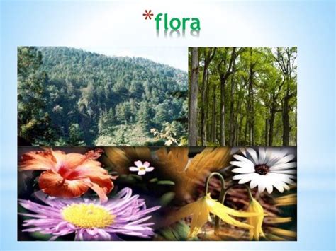 Resultado De Imagen Para Flora Del Bosque Templado Plants Flora