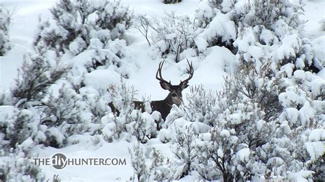 Whitetail Deer In Snow 1920x1080 Wallpaper